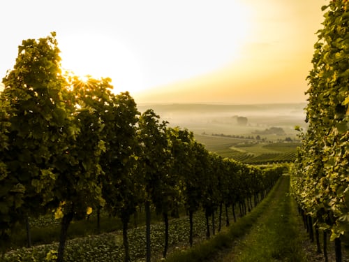 Comment interpréter les informations sur l'étiquette du vin